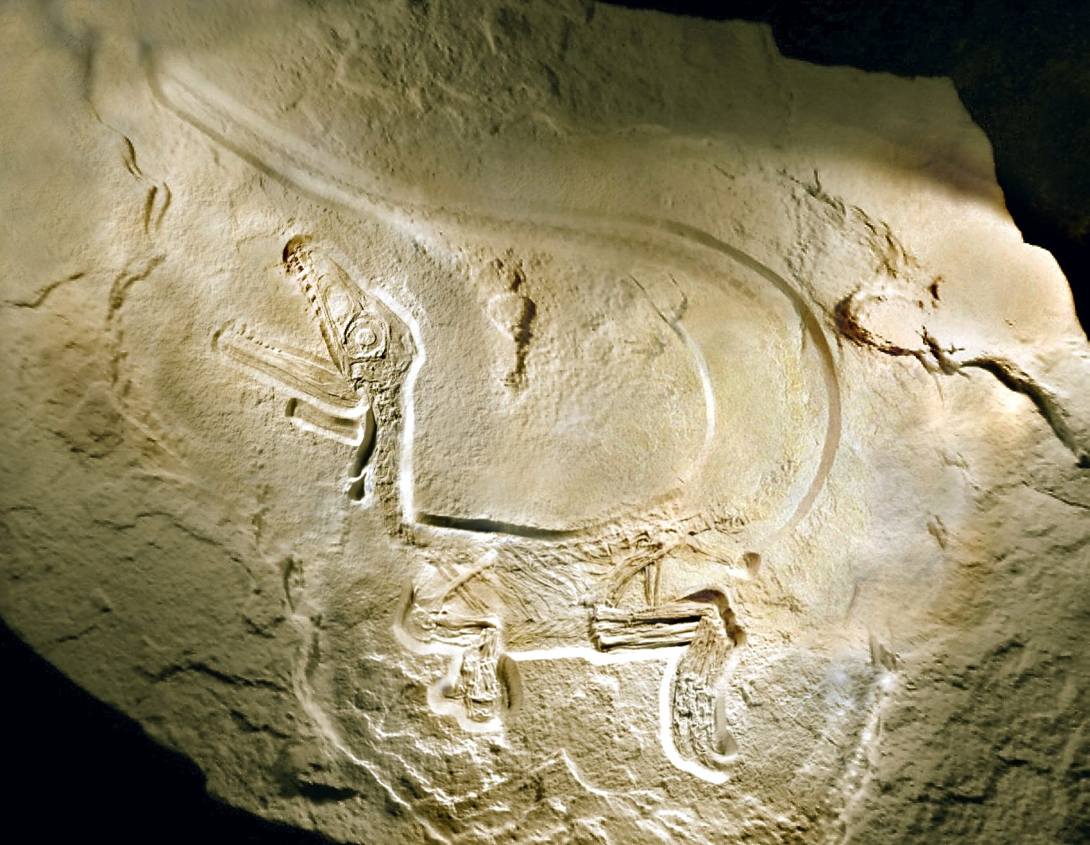 Mažesnis už katę, bet pakeitė istoriją: Patagonijoje rastas dinozauras griauna evoliucijos teorijas