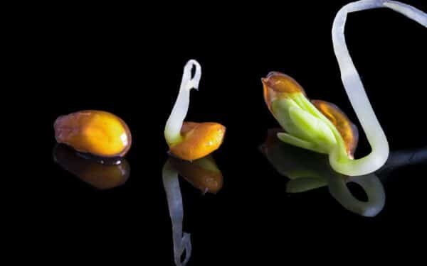 Patyrusių sodininkų triukas: vienas žingsnis prieš sėją ir sėklos ims dygti kaip pašėlusios