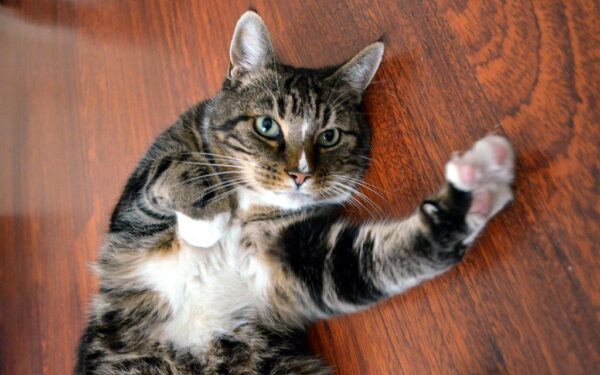 Kodėl vieni kates dievina, o kiti jų negali pakęsti? Mokslas atskleidė tikrąsias priežastis