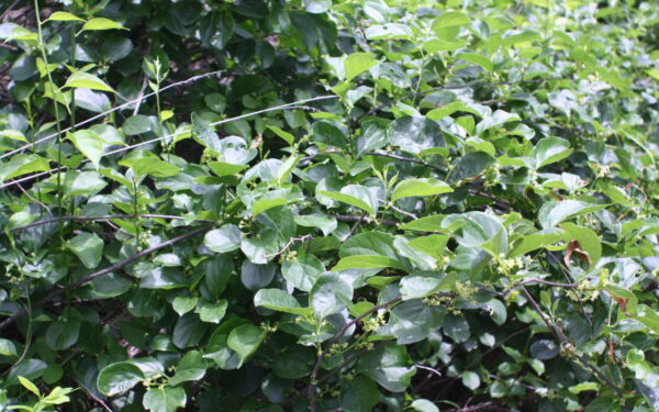 Soduose jį sodina visi: nuo 2027 metų už šio vijoklinio augalo turėjimą grės baudos