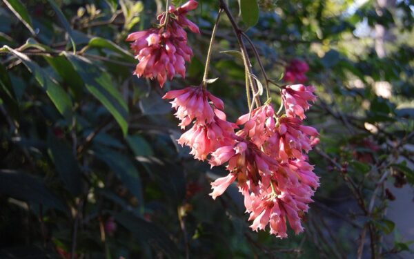 Sausra ir akmenys jam nebaisūs: sužinokite, koks augalas žydi ten, kur kiti tiesiog išdžiūsta