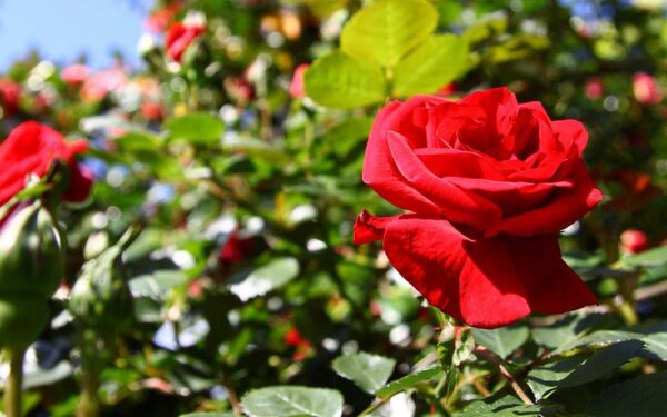 Svajojate apie rožyną kaip iš žurnalo? Sužinokite, kodėl kovo vidurys yra lemtingas metas