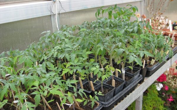 Naudojate šią populiarią trąšą? Ji gali pražudyti pomidorų daigus – geriau pamirškite