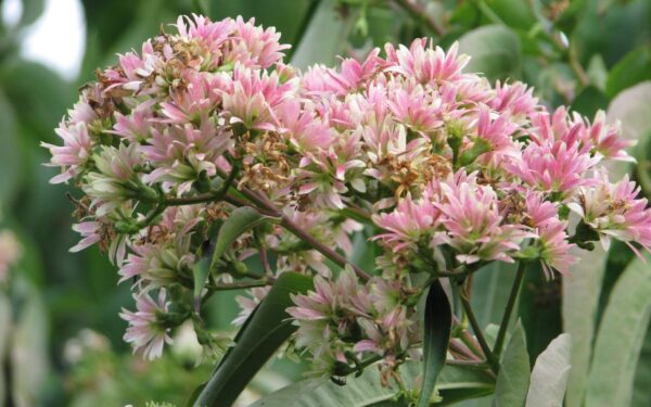 Hortenzijos per daug lepios? Sužinokite, koks augalas rudenį pražysta antrą kartą ir niekada neserga