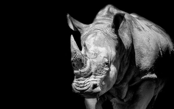 Žiauri prekyba nykstančiais gyvūnais: Tailando oro uoste – stambus sulaikymas, gręsia 10 metų kalėjimo