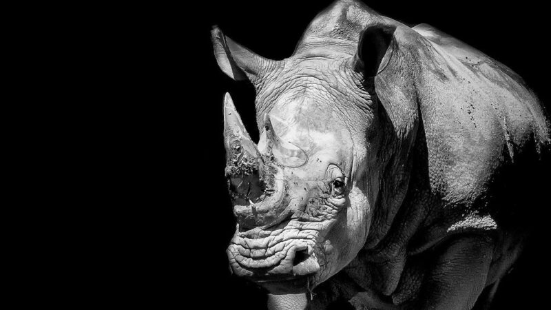 Žiauri prekyba nykstančiais gyvūnais: Tailando oro uoste – stambus sulaikymas, gręsia 10 metų kalėjimo