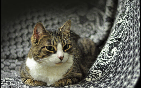 Katė gali gyventi 20 metų: veterinai atskleidė, kokios klaidos trumpina augintinio amžių