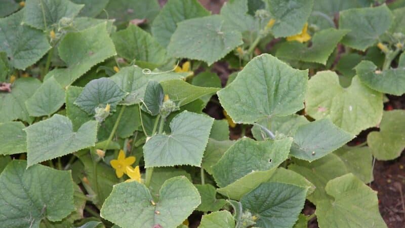 Svajojate apie ankstyvą derlių? Štai būdas užauginti agurkus, kai kiti dar tik sėja