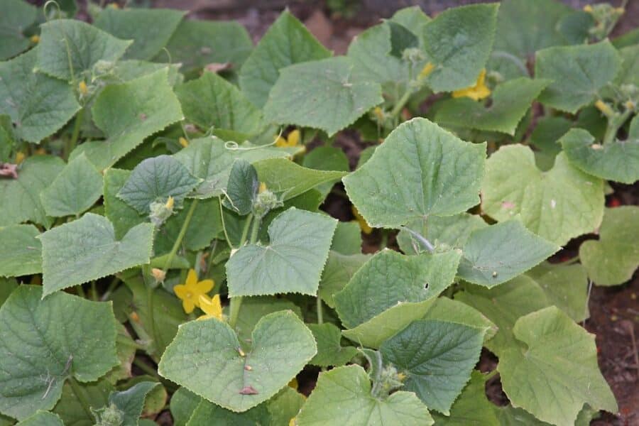 Svajojate apie ankstyvą derlių? Štai būdas užauginti agurkus, kai kiti dar tik sėja