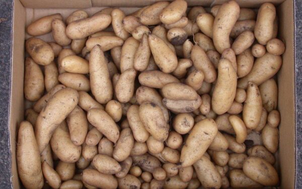 Bulvės augs kaip ant mielių: paprastas sodinimo būdas išaugins iki 17 gumbų iš krūmo