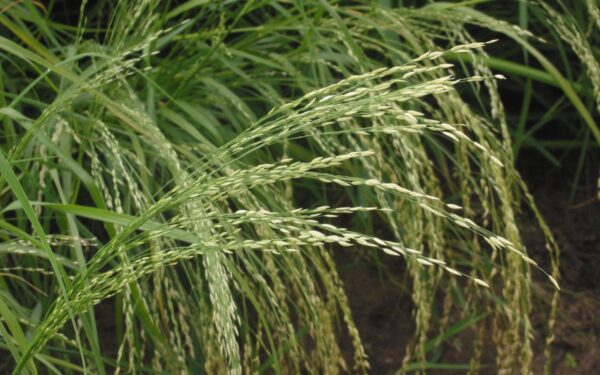 Kovas darže: sužinokite, kokie 3 augalai nebijo šalčio ir gali pakeisti namų vaistinėlę