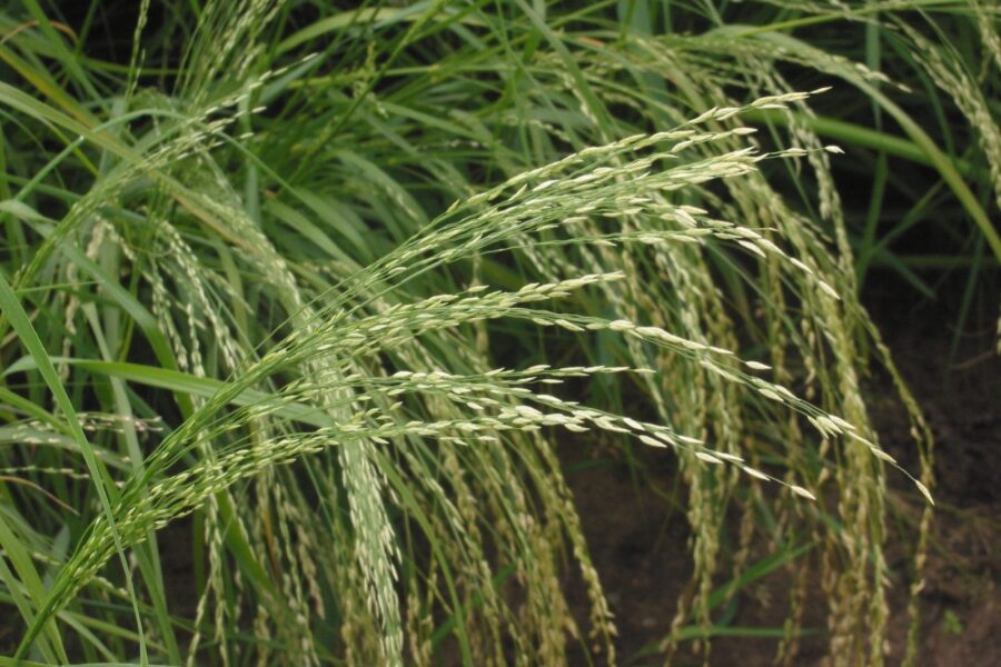 Kovas darže: sužinokite, kokie 3 augalai nebijo šalčio ir gali pakeisti namų vaistinėlę