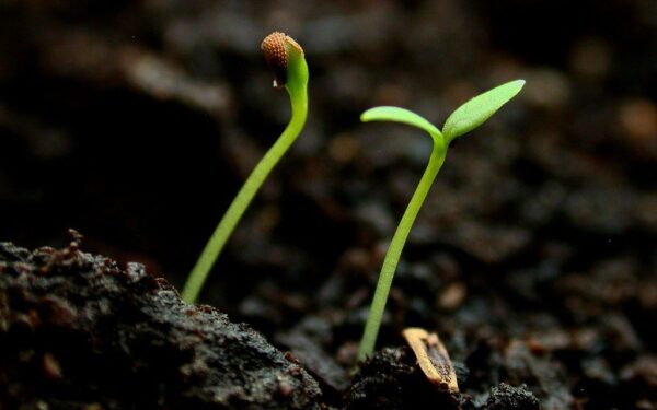 Nepraleiskite progos: ką būtina pasėti ant palangės dar kovą, kad sulauktumėte derliaus