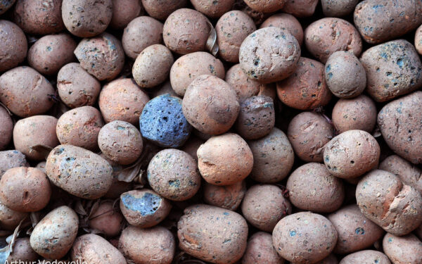 Daržas be piktžolių ir purvo: sužinokite, kaip viena pigi gudrybė išspręs įsisenėjusias bėdas