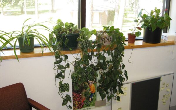 9 kambarinės gėlės tamsiam butui: beveik jokios saulės, o žaliuoja lyg atogrąžų miškas