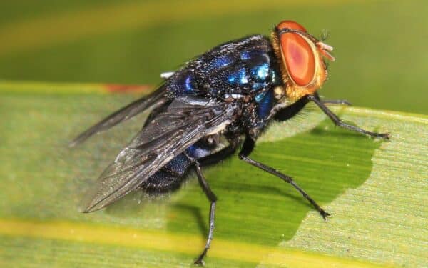 Septynios mirtys ir tūkstantis užsikrėtusių: mėsą ėdantis parazitas vėl gąsdina Šiaurės Ameriką