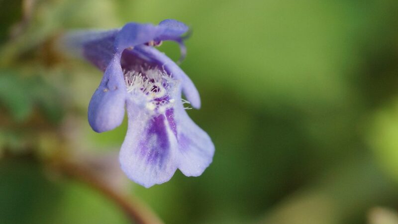 Pamirškite brangius prieskonius: ši paprasta kiemo žolė jūsų patiekalus pavers šedevru