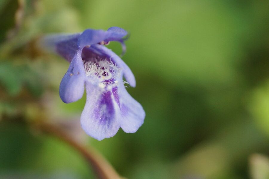 Pamirškite brangius prieskonius: ši paprasta kiemo žolė jūsų patiekalus pavers šedevru