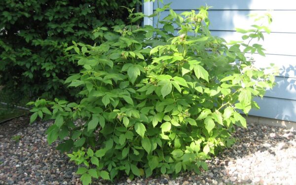 Ar žinote, kaip genėti avietes? Viena klaida gali kainuoti visą būsimą uogų derlių