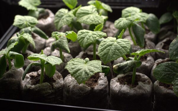 Pamirškite silpnus daigus: viena gudrybė padės užauginti rekordinį agurkų derlių