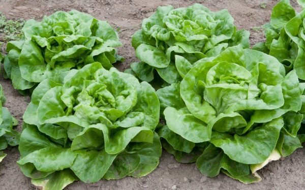 Kopūstai nebetrūkinės ir augs vienodai: 3 hibridai, kurie išspręs didžiausią daržininkų bėdą