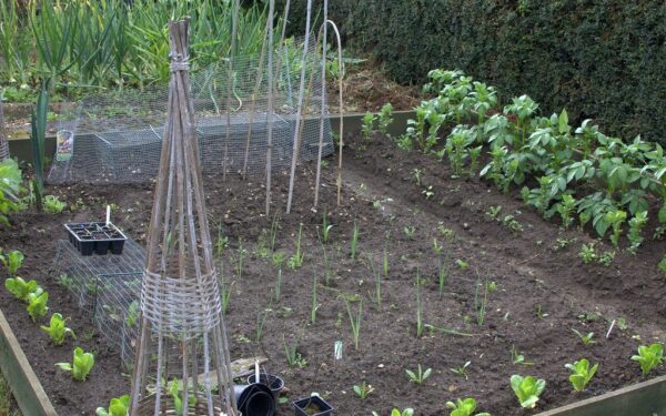 Pamirškite varginantį ravėjimą: sužinokite, kaip paprastai sustabdyti piktžolių augimą