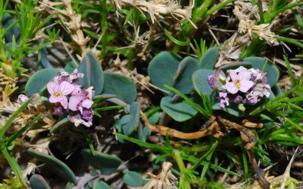 Pamirškite laistymą ir trąšas: ši gėlė nederlingą žemę pavers rožiniu žiedų kilimu