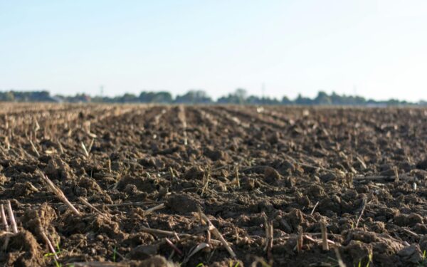 Kovo pabaigoje pabarstykite šį pigų produktą: jūsų daržą pavers itin derlingu