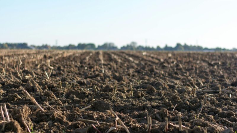 Kovo pabaigoje pabarstykite šį pigų produktą: jūsų daržą pavers itin derlingu