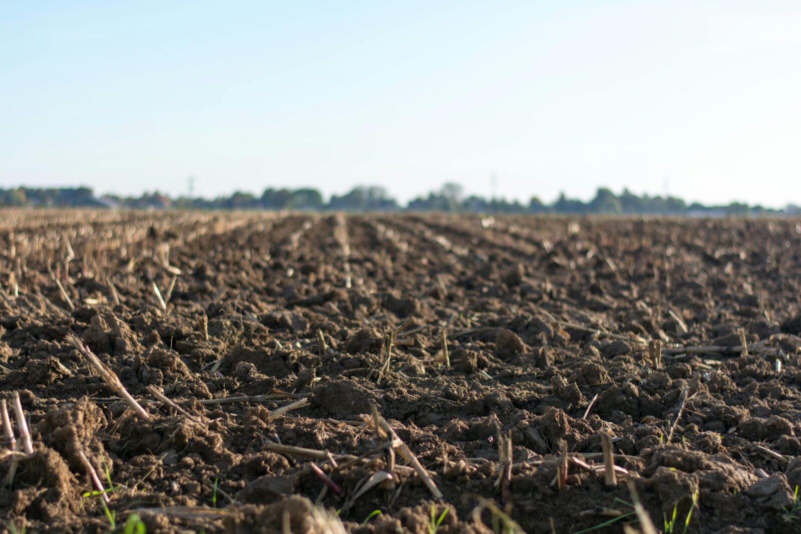 Kovo pabaigoje pabarstykite šį pigų produktą: jūsų daržą pavers itin derlingu