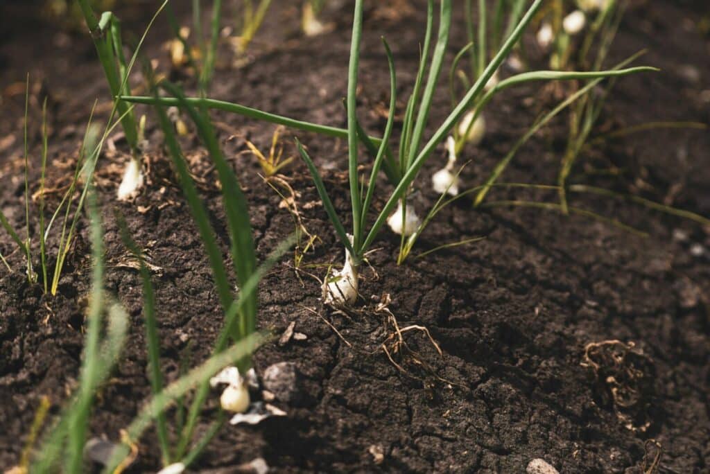 Close-up view of green onions sprouting from dark, rich soil, showcasing agriculture and plant growth.