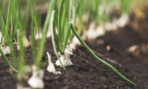 Fresh onion plants growing in dark, rich soil, showcasing vibrant green leaves and healthy growth.
