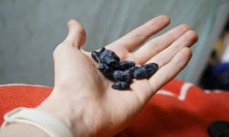 A close-up of a hand holding fresh honeyberries, highlighting their nutritious appeal.