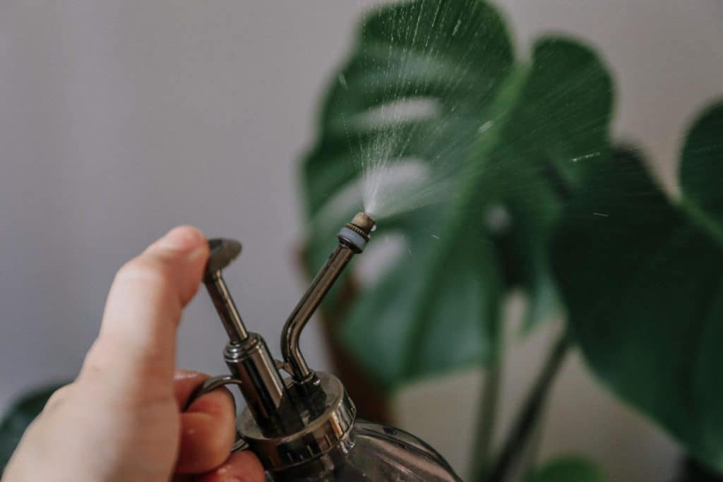 Close-up of a hand misting a Monstera plant using a spray bottle. Ideal for indoor gardening themes.
