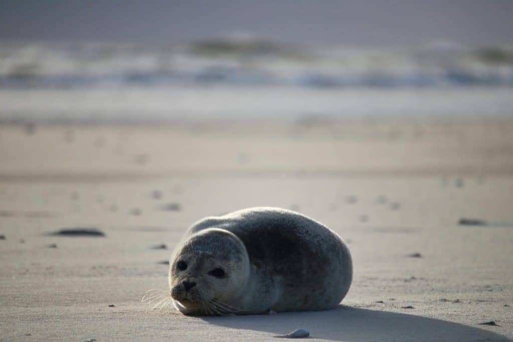 A serene image of a seal pup lying peacefully on a sandy beach under soft light.