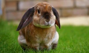 Close-up of a brown rabbit sitting on green grass, showcasing its curious expression.