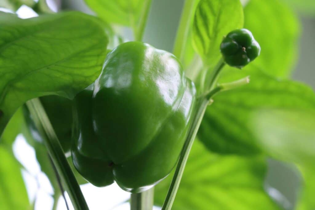 A fresh green bell pepper growing on a plant, captured in detail with a blurred background.