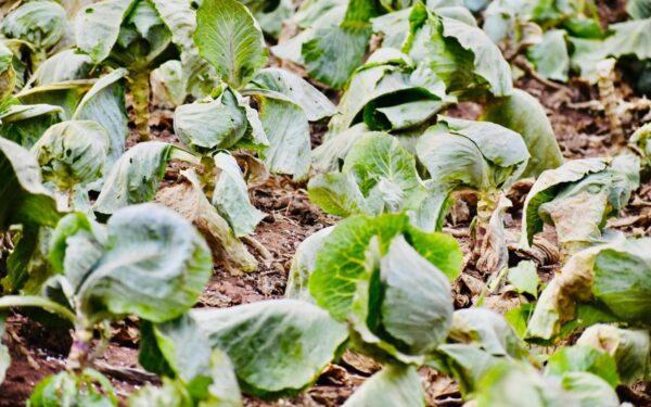 Pūva kopūstų daigai? Sužinokite, kaip paprastas smėlis padės išgelbėti derlių