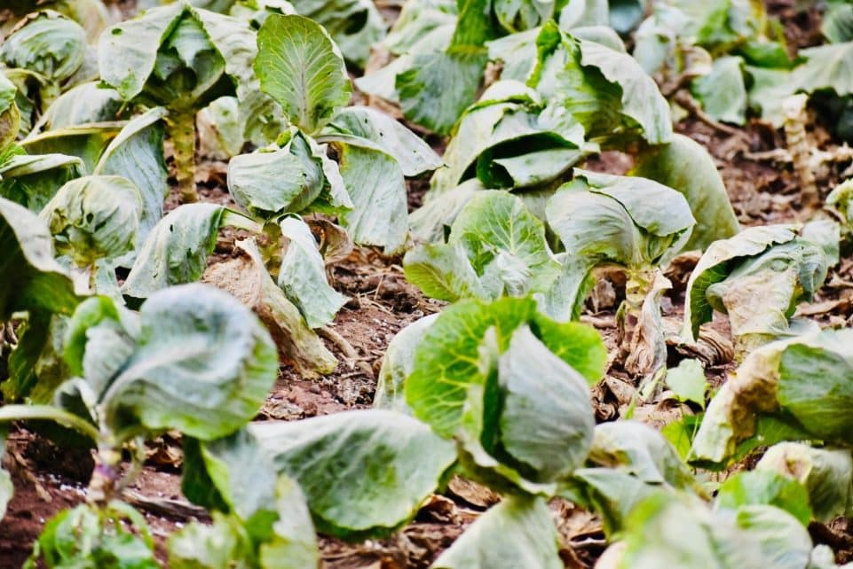 Close-up of lush green cabbage plants growing in an agricultural field.