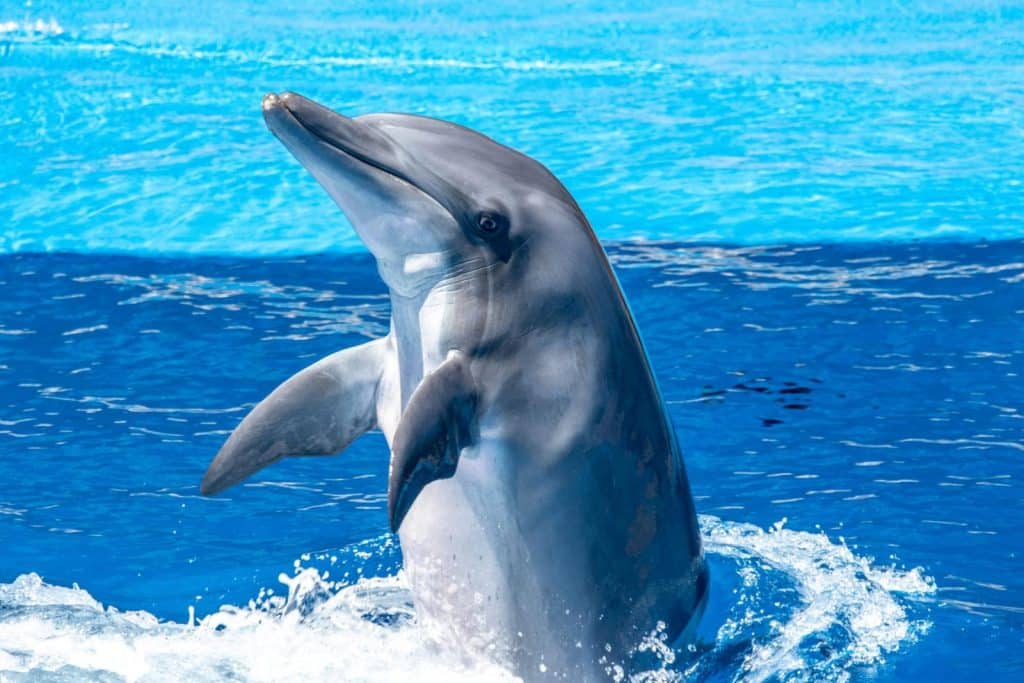 A bottlenose dolphin playfully emerges from the ocean, showcasing its natural grace.