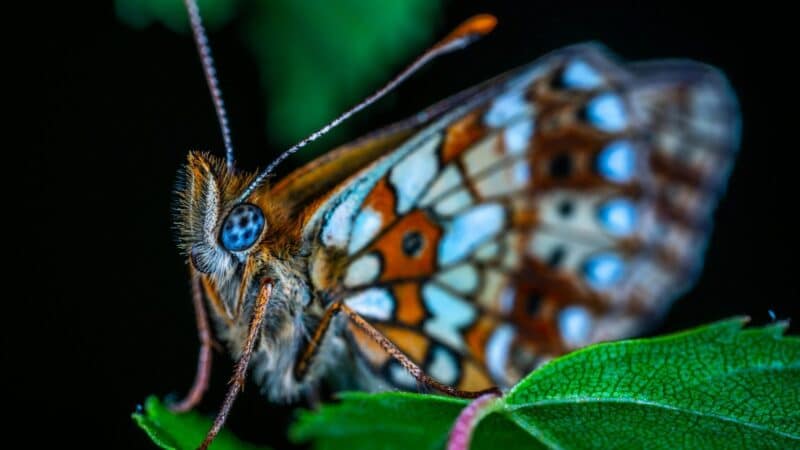 Ateities prognozės gali būti bevertės: sužinokite, kodėl „drugelio efektas“ neleidžia nuspėti ateities