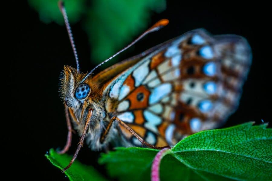 A detailed macro shot of a colorful butterfly perched on a green leaf.