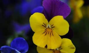 Close-up of vibrant yellow and purple pansies with detailed petals.