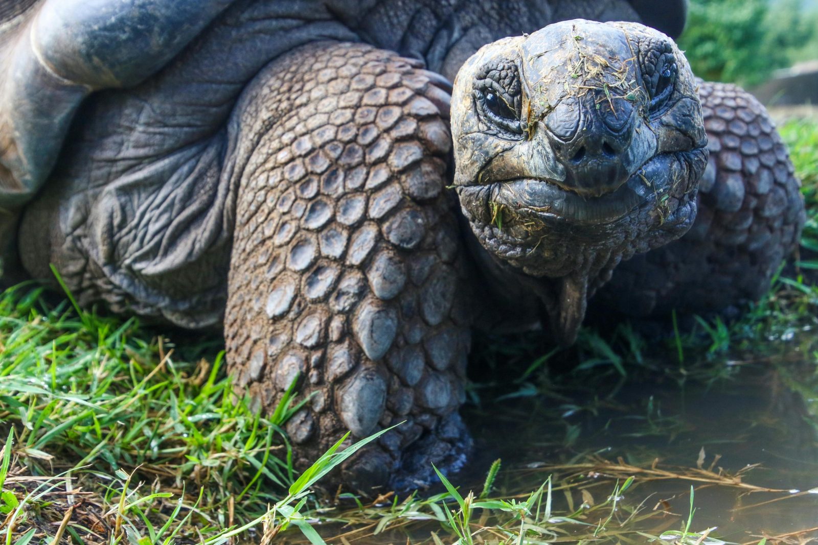 Po beveik 150 metų – istorinis sugrįžimas: į Galapagų salą grįžo didieji vėžliai