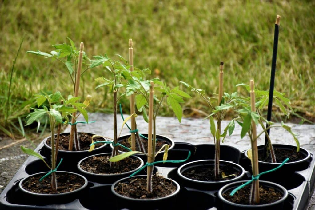 Healthy tomato seedlings in black plastic pots ready for planting outdoors on grassy ground.