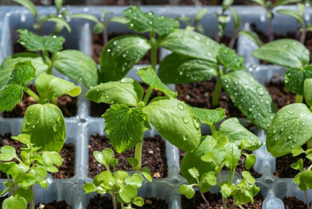 Vibrant green seedlings with water droplets in a tray, highlighting growth.