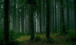 Serene misty forest scene with dense tall trees and lush green foliage.