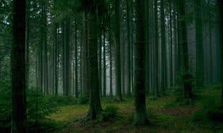 Serene misty forest scene with dense tall trees and lush green foliage.