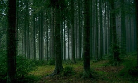 Serene misty forest scene with dense tall trees and lush green foliage.