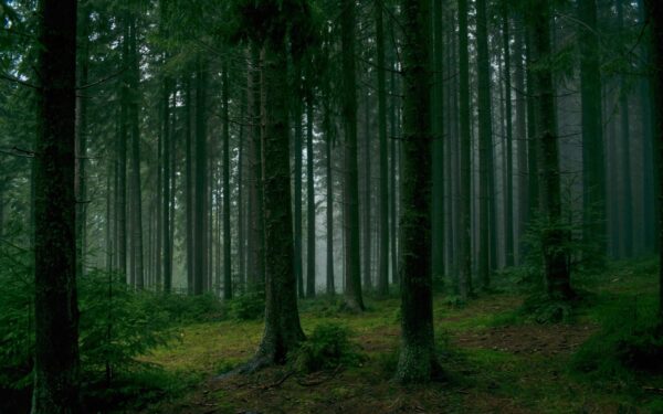 Klimato kaita perbraižo žemėlapį: palydovai užfiksavo, kaip milžiniški miškai slenkasi į šiaurę